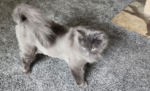 K9 Kuts & K9 Kennels 516 Louis St, Washington Missouri 63090