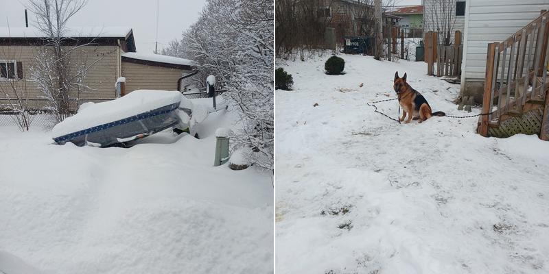 Valley Critter Control