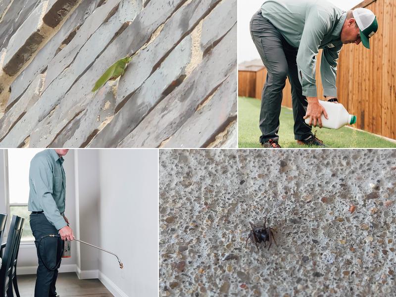 EcoStar Pest Control: Pest Control Near Carrollton, TX