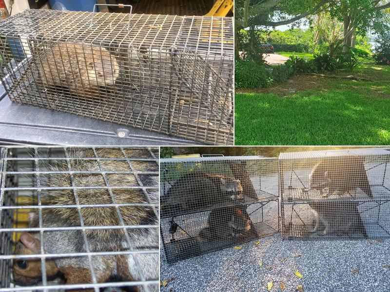 EcoLogic Pest Control