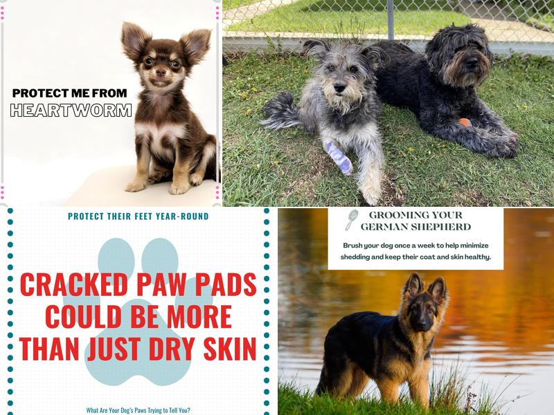 Wetaskiwin Veterinary Hospital