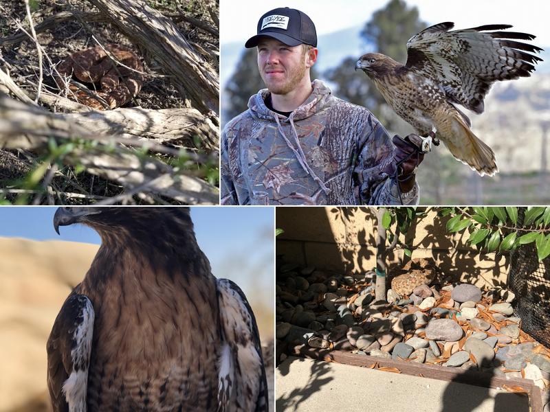 Valkyrie wildlife control