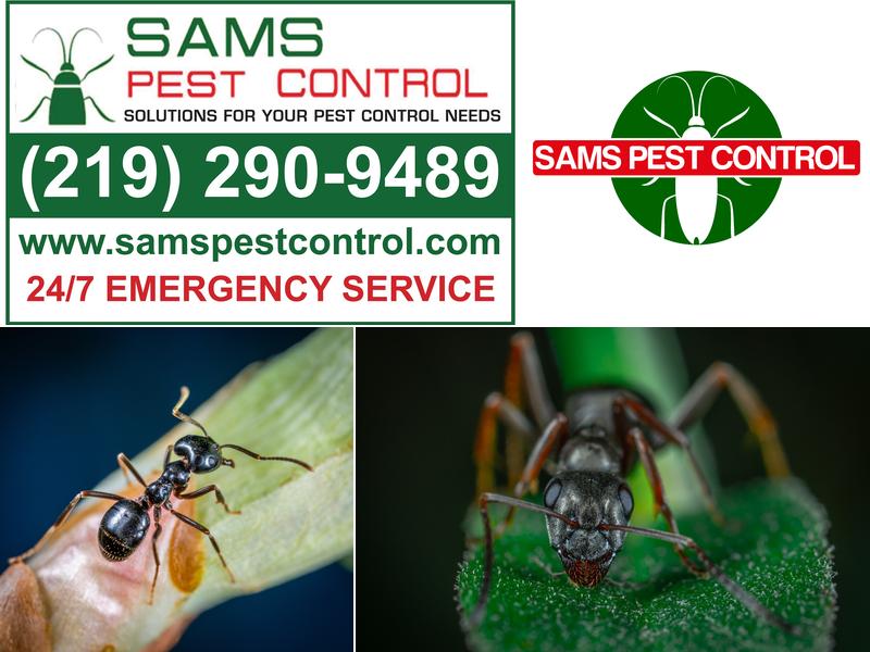 Sam's Pest Control