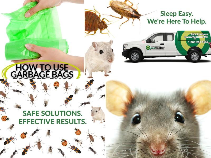 Environmental Pest Control Parry Sound