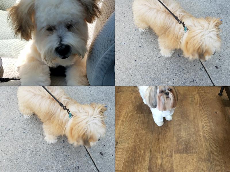 Bella's Pampered Pooch