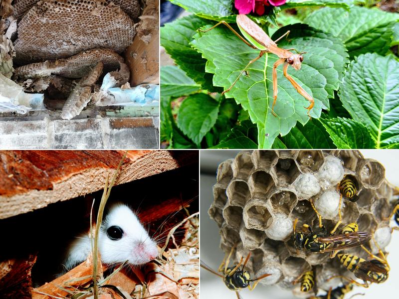 Mantis Pest Management Services, LLC