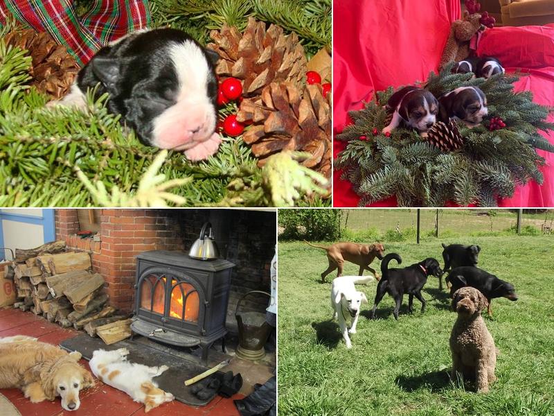 Burrows Training Center & Kennel