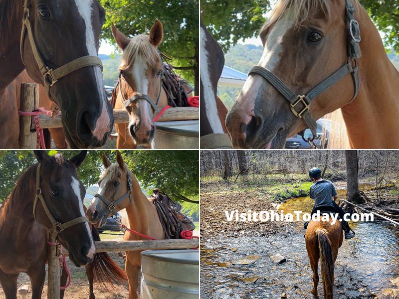 Hocking Hills Horse Rides LLC.