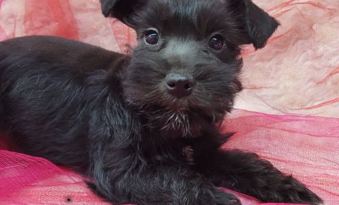 Richmond Kennel London