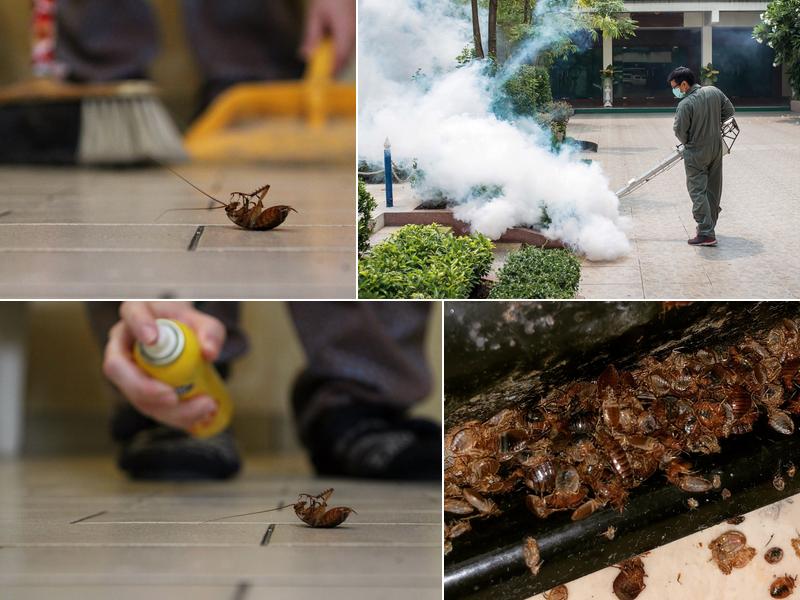 Bucktown Pest Control Solutions