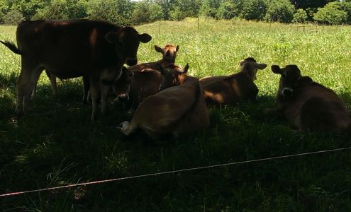 Skyview Farm And Creamery Pleasanton