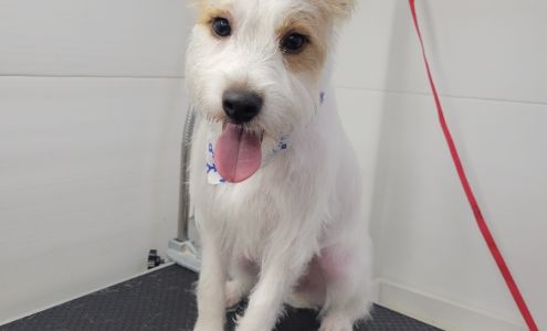 MoPetCo - Mobile Pet Grooming