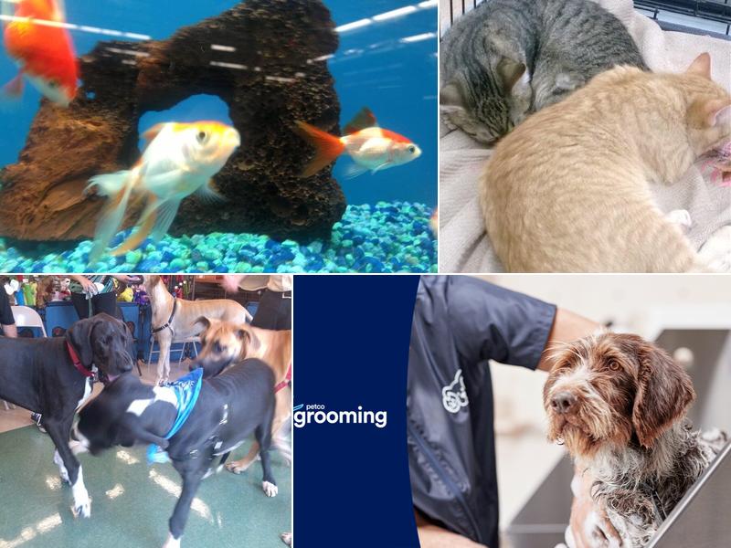 Petco Grooming