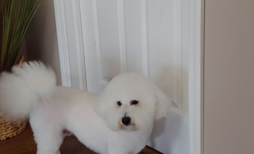 Pawsitively Chic Pet Salon