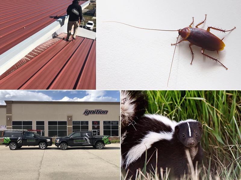 Strategic Pest Management