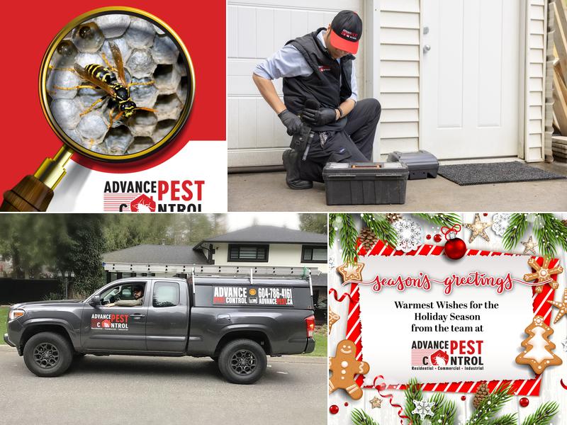 Richmond Advance Pest Control