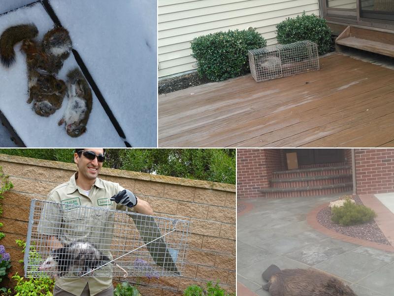 Toronto Animal Exterminator