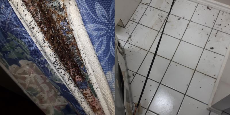 Pest Control Company GTA