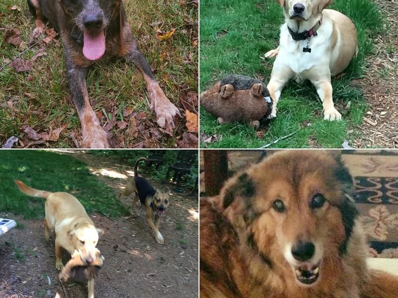 Sadie's Leash Pet Sitting