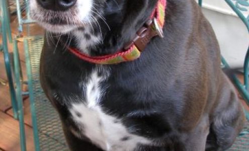 Pet Staycation Charlotte