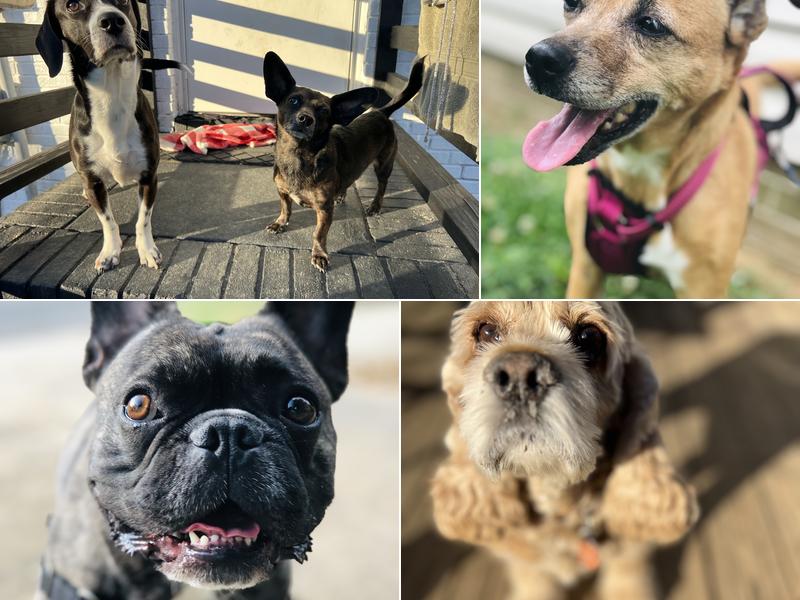 Pit Stop Pet Services