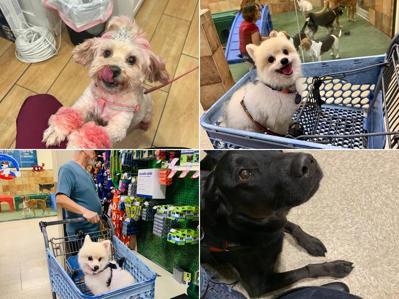 PetSmart Grooming