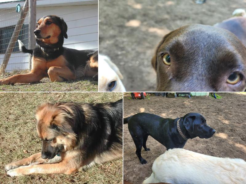 Just Like Home Dog Boarding