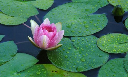 Hillier Water Gardens Qualicum Beach