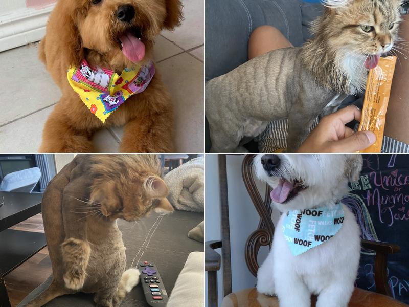 Rebecca's Pet Grooming at WestonMinster