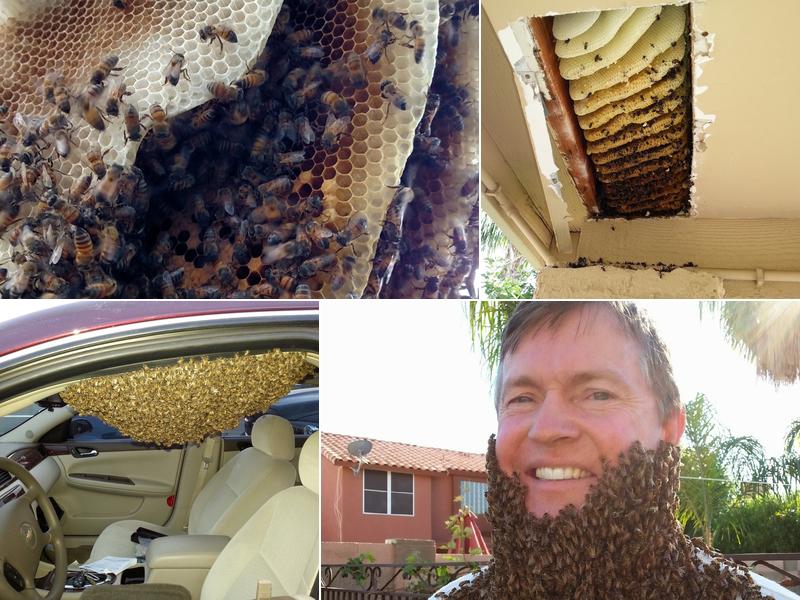 The Beehive Bee and Wasp Removal