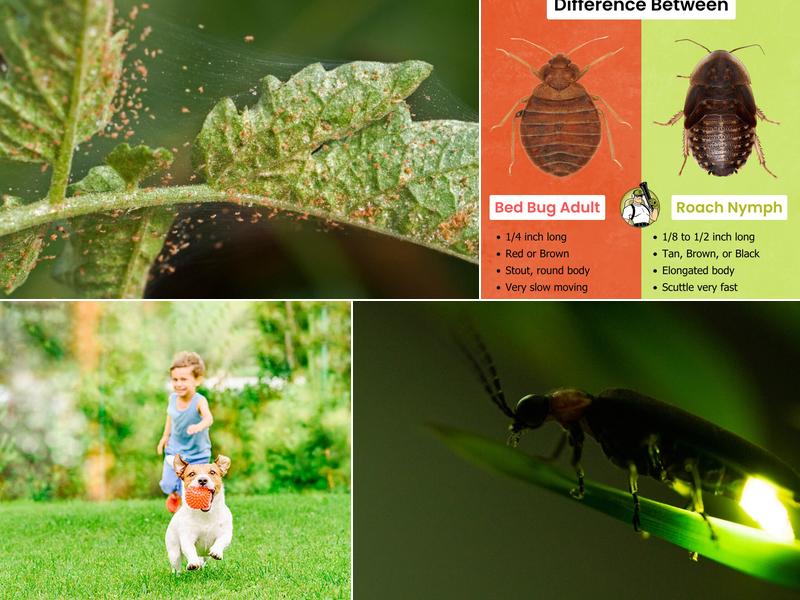 Mosquito Squad of Scottsdale