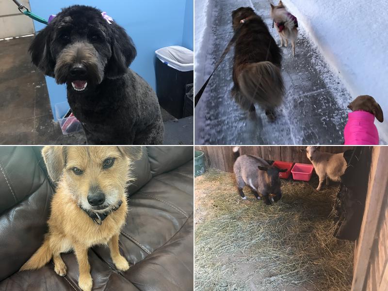 Pampered Pets Petcare Company