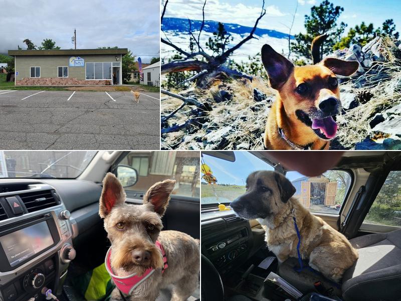 Mountain Mutts Salon