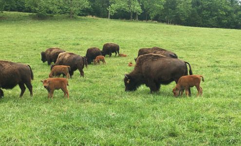 Ozark Valley Bison Farm, LLC Fox