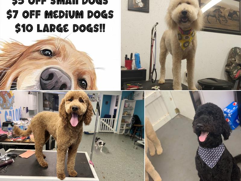 Bubbles & Kuddles pet salon