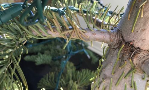 Silvertip Tree Farm North Fork