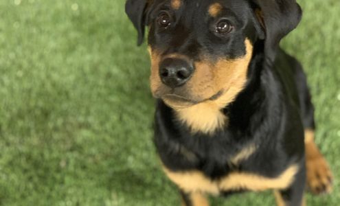 Pampered Pets 2943 Co Rd 321, Ignacio Colorado 81137