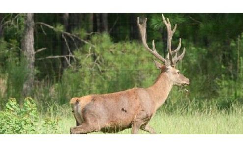 Dry Creek Ranch- Quail Hunting, Pheasant Hunting, Chukar Hunting And Red Stag Hunting In Louisiana Ragley