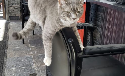 Standard Auto Glass Grande Prairie