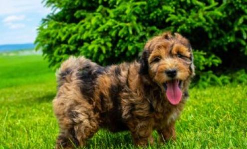 My Whoodle 1676 W 700 N, Blackfoot Idaho 83221