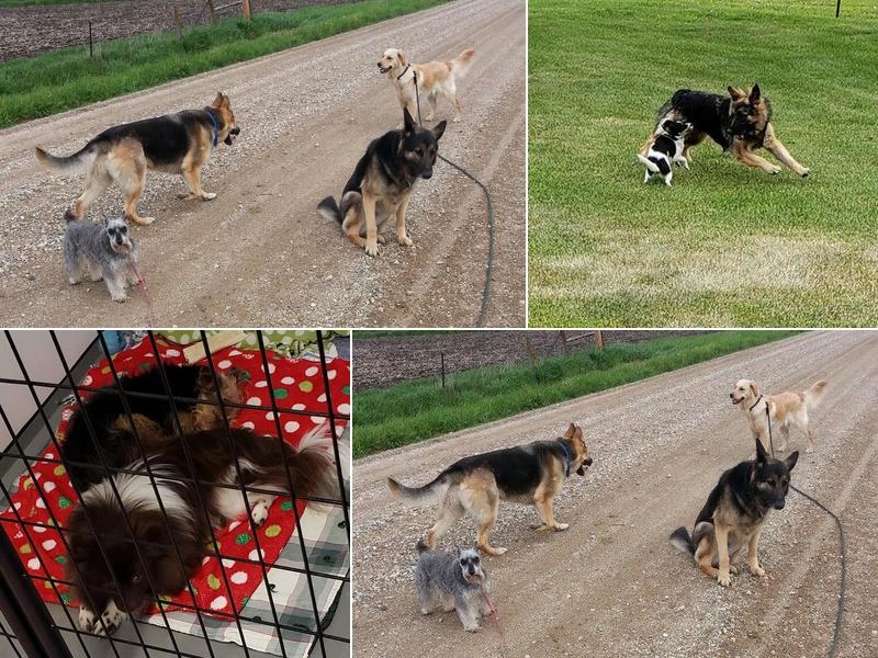 Miller's Dog Boarding