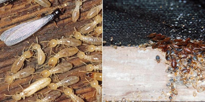 Ace Pest Control Tucson