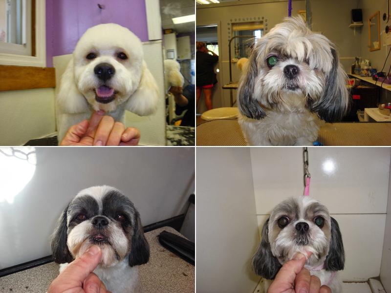 Grateful Dog In Home Pet Grooming