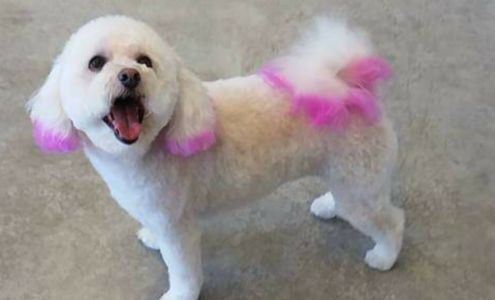 Glamour Paws 2 Carpenter Ln, Saratoga Springs New York 12866