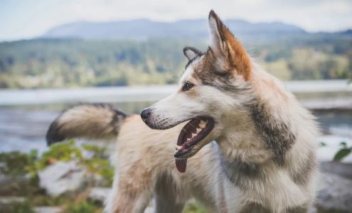Animal Daycare & Boarding