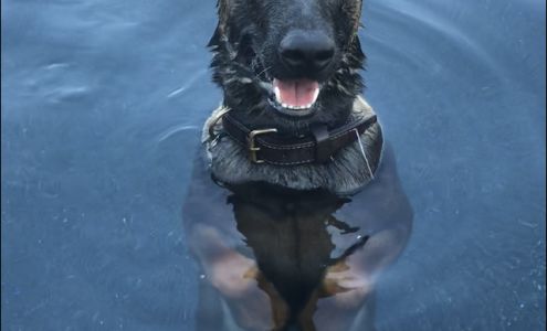 All Purpose Dog Training