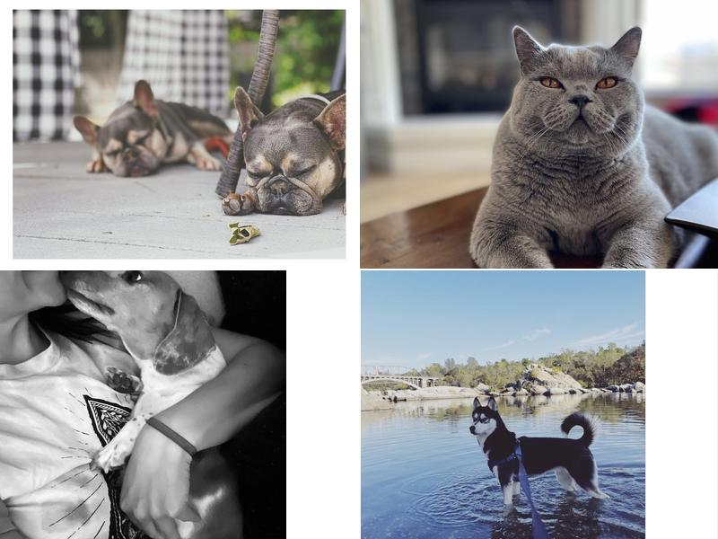 Ashley's Home and Pet Care