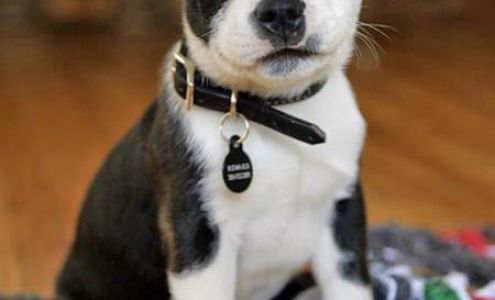 Karma Dog Training San Jose