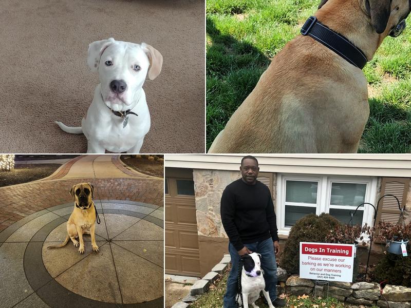 Behavior and Dog Training LLC