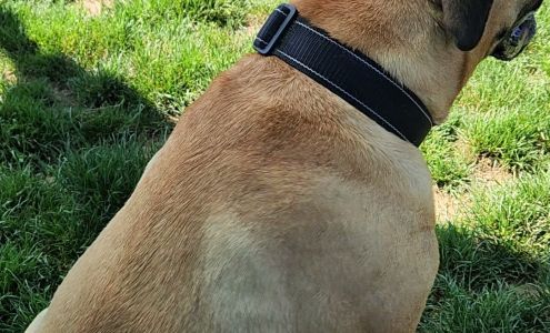 Behavior and Dog Training LLC